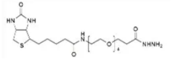 生物素-PEG4-酰肼