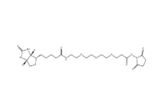 1253286-56-4，Biotin-PEG3-NHS，生物素-PEG3-NHS酯