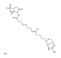 325143-98-4             Sulfo-NHS-SS-Biotin sodium	           生物素-二硫鍵-磺酸-琥珀酰亞胺酯	