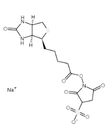 119616-38-5            生物素 3-磺酸基-N-羥基琥珀酰亞胺鈉鹽		