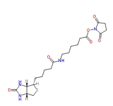 72040-63-2       NHS-LC-BIOTIN	      生物素化-epsilon-氨基己酸-N-羥基丁二酰亞胺活化酯	