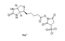 119616-38-5，水溶交聯劑Sulfo-NHS-Biotin