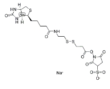 122266-55-1；2-[生物素氨基]乙基-1,3-二硫基丙酸磺基琥珀酰亞胺酯；BIOTIN-X-NHS, WATER-SOLUBLE, CLEAVABLE	