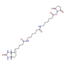 (+)-Biotin-LC-LC-NHS Ester；89889-52-1；生物素-LC-LC-琥珀酰亞胺酯