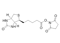 N-Succinimidyl D-Biotinate；35013-72-0；(+)生物素-N-琥珀酰亞胺基酯