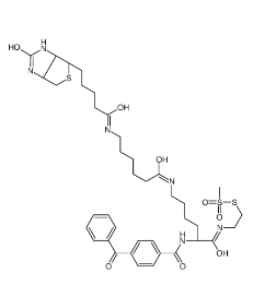 甲基硫代磺酸2-[Nα-苯甲酰基苯甲酰氨基-N6-（6-生物素氨基己酰基）-L-賴氨酰胺基]乙基；910036-44-1 