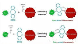 disulfo-ICG-DBCO，二磺酸-吲哚菁綠-二苯并環(huán)辛炔