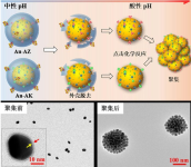 3’端具有二苯并環辛基的三鏈寡核苷酸          DBCO-TFO (triplex-forming oligonucleotide dibenzocyclooctyl)